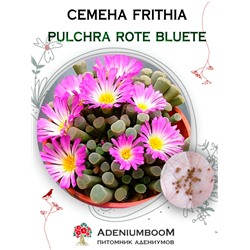 FRITHIA PULCHRA ROTE BLUETE (Фрития Красивая ROTE BLUETE)