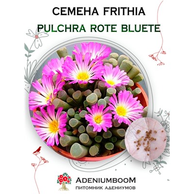 FRITHIA PULCHRA ROTE BLUETE (Фрития Красивая ROTE BLUETE)