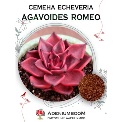 ECHEVERIA AGAVOIDES ROMEO (Эхеверия Агавовидная Ромео)