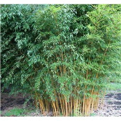 Листоколосник бамбуковый (20  семян).