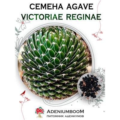 AGAVE VICTORIAE REGINAE (Агава Королевы Виктории)