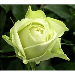 Роза Грин Даймонд миниатюрная (Золотая сотка Алтая)