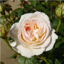 Роза Лион чайно-гибридная (Сербия Империя роз)