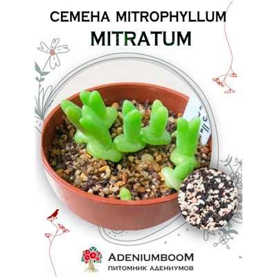 MITROPHYLLUM MITRATUM (Митрофиллум Митровидный)