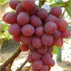 Виноград плодовый Анюта (ПОИСК)