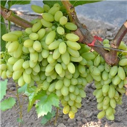 Виноград плодовый Кишмиш столетие (ПОИСК)