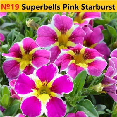 19 Калибрахоа Superbells Pink Starburst