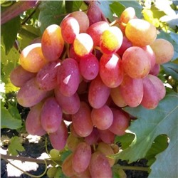 Виноград плодовый Преображение (ПОИСК)