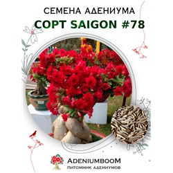 Адениум Тучный от SAIGON ADENIUM № 78   (2 сем)