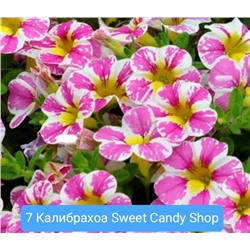 7. Калибрахоа Sweet Candy Shop