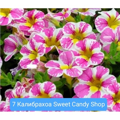 7. Калибрахоа Sweet Candy Shop