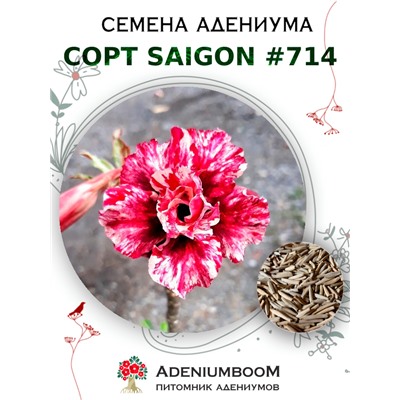 Адениум Тучный от SAIGON ADENIUM № 714   (2 сем)
