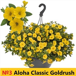 3 Калибрахоа Aloha Classic Goldrush