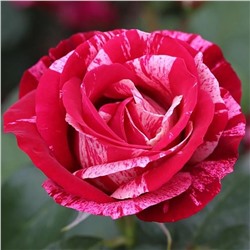 Роза Анри Матисс чайно-гибридная (Сербия Империя роз)
