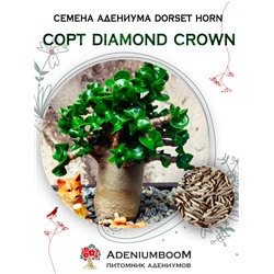 Адениум DORSET HORN 95-100% DIAMOND CROWN   (2 сем)