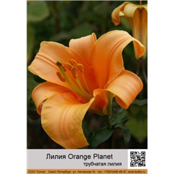 Лилия Orange Planet