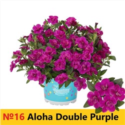 16 Калибрахоа Aloha Double Purple