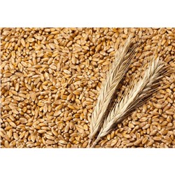 Пшеница 25кг САДОВИТА