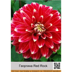 Георгина декоративная Red Rock